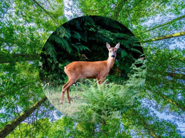 Ο Νόμος για την Αποκατάσταση της Φύσης πολεμήθηκε, αλλά πέρασε. Τι θα φέρει στην Ευρώπη;