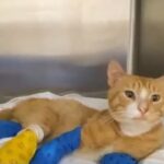 Μήνυση κατά αγνώστων για ακρωτηριασμό γάτου στα τρία του πόδια