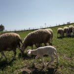 Πανώλη μηρυκαστικών: Μέτρα σε Κορινθία και Αχαΐα