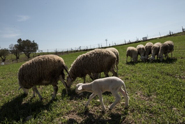 Πανώλη μηρυκαστικών: Μέτρα σε Κορινθία και Αχαΐα