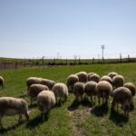 Έκτακτα μέτρα κατά της ευλογιάς αιγοπροβάτων