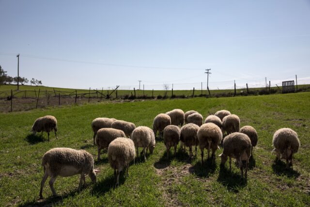 Έκτακτα μέτρα κατά της ευλογιάς αιγοπροβάτων
