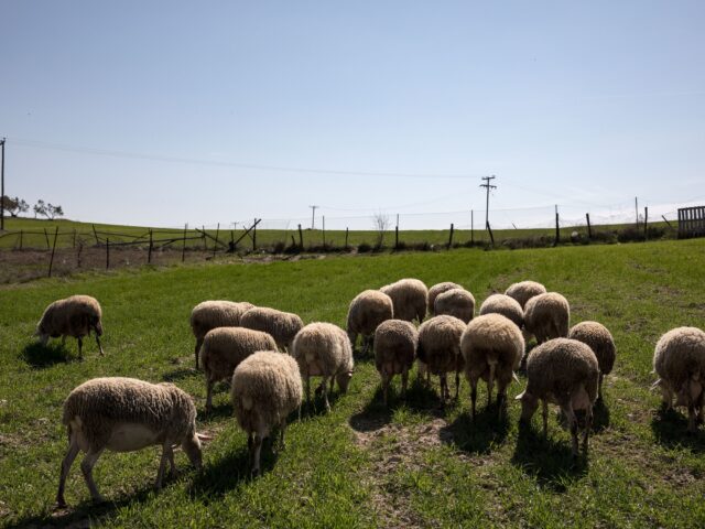 ΥΠΑΑΤ: Καταβλήθηκε η 5η κατανομή στις Περιφέρειες για την ευλογιά