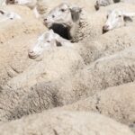 Σύσκεψη στη Λάρισα για την αντιμετώπιση της ευλογιάς των αιγοπροβάτων