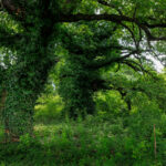 Δάσος Μουριών: Αλώβητο από την πυρκαγιά στις Μουριές Κιλκίς