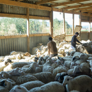 Αναστέλλουν τη λειτουργία τους οι τυροκομικές μονάδες της Λέσβου