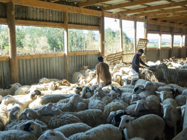 Οι Βρυξέλλες «δείχνουν» την Αθήνα για αδράνεια στην κρίση της ευλογιάς αιγοπροβάτων