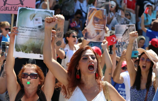 Τουρκία: Ψηφίστηκε το νομοσχέδιο για τα αδέσποτα – Φόβοι για θανάτωση χιλιάδων ζώων