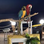 Χαλκιδική: Ιδιοκτήτης ξενοδοχείου έκοψε τα φτερά δυο παπαγάλων και τους χρησιμοποιούσε ως «κράχτες»