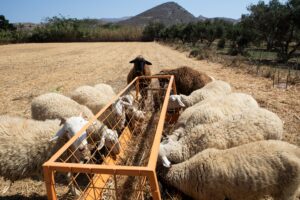 Διαμαρτυρία από τους κτηνοτρόφους της Λέσβου