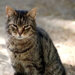 Συνελήφθη 37χρονος που σκότωσε αδέσποτη γάτα στην αυλή του σπιτιού του