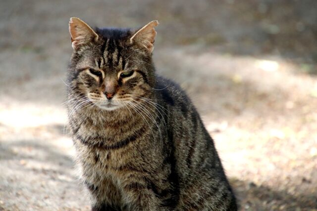 Συνελήφθη 37χρονος που σκότωσε αδέσποτη γάτα στην αυλή του σπιτιού του