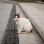 Θεσσαλονίκη: Προκαταρκτική εξέταση για το νεκρό γατάκι στον Λαγκαδά