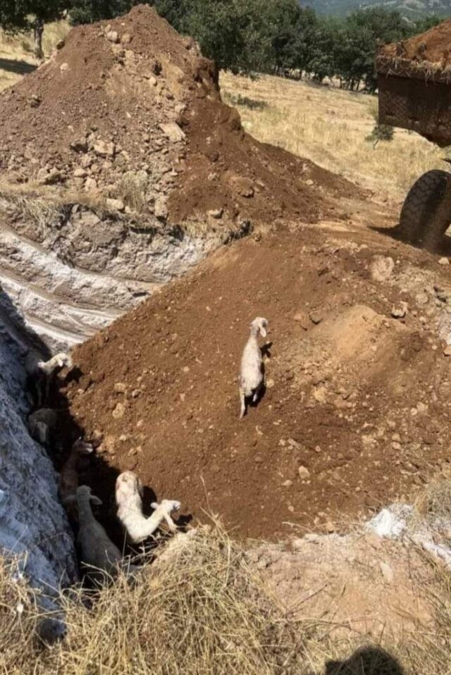 Η Πανελλαδική Φιλοζωική και Περιβαλλοντική Ομοσπονδία ζητά να αποδοθούν ευθύνες για το έγκλημα της ταφής ζωντανών προβάτων