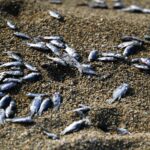 Άρειος Πάγος: Εισαγγελική παρέμβαση για τα νεκρά ψάρια στον Παγασητικό