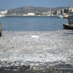 Βόλος: Μαζεύτηκαν περίπου 100 τόνοι νεκρών ψαριών