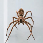 Δεν υπάρχει αντίδοτο για το τσίμπημα αράχνης, νεκρός ο 48χρονος στην Ηλεία