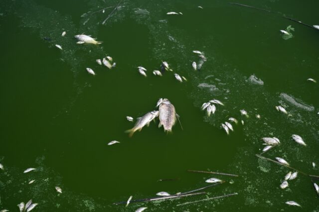 Νεκρά ψάρια στον Βόλο: Νέο φράγμα στο χείμαρρο Ξηριά