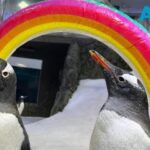 Sphen & Magic: Το πιο διάσημο ομόφυλο ζευγάρι του ζωικού βασιλείου, αντιμέτωπο με τον θάνατο