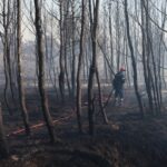 Αττική: Σε οκτώ χρόνια κάηκε το 37% της επιφάνειας των δασών