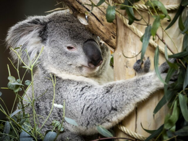 Η κλιματική κατάρρευση δεν πλήττει μόνο εμάς: Τα ζώα δεν αντέχουν τους καύσωνες