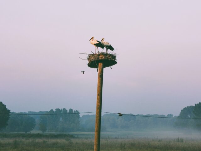 Μπορεί να αποφευχθεί ο θάνατος των πουλιών στα ηλεκτροφόρα καλώδια;