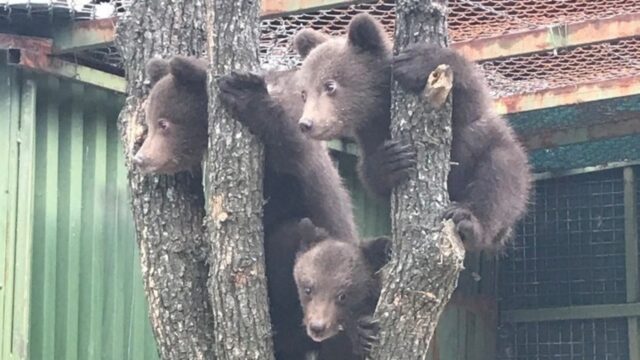 Δυο αρκουδάκια εντοπίστηκαν νεκρά, νωρίς το πρωί, λίγο έξω από τη Φλώρινα