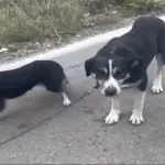 Λευκάδα: Ιερέας έσερνε σκυλιά με αυτοκίνητο [ΒΙΝΤΕΟ]