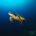 WWF: Μείωση 73% των πληθυσμών άγριας ζωής σε 50 χρόνια