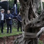 Μια υπεραιωνόβια ελιά από τον δήμο Αθηναίων στην Παλαιά Βουλή