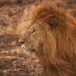 Ζιμπάμπουε: 7χρονο αγόρι επιβίωσε επί 5 ημέρες σε εθνικό πάρκο με λιοντάρια