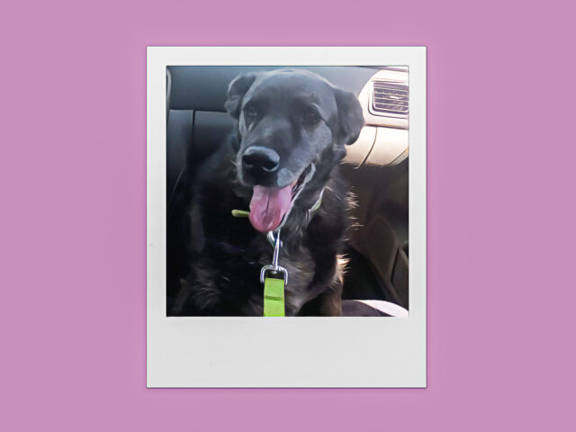 Κάνοντας ευθανασία στον σκύλο μου