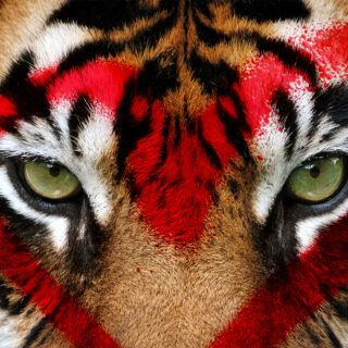 Του Αγίου Βαλεντίνου θα σου «χαρίσω» μία τίγρη