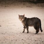 Άγνωστος δηλητηρίασε 16 αδέσποτες γάτες στη Θεσσαλονίκη