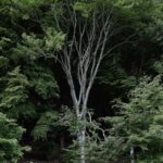 Ένα νέο δάσος «γεννιέται» στην ανατολική Θεσσαλονίκη