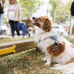 Η Θεσσαλονίκη απέκτησε το πρώτο της πιστοποιημένο πάρκο σκύλων