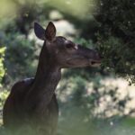 «Δραματική μείωση» του κόκκινου ελαφιού στην Πάρνηθα