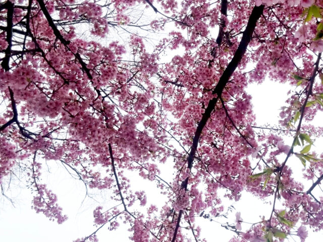 Ένα βουνό που κρύβεται: Η Ιαπωνία του Παντελή Μάκκα