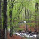 Δράμα: Νεκρός ο ορειβάτης που δέχθηκε επίθεση από αρκούδα και έπεσε σε χαράδρα