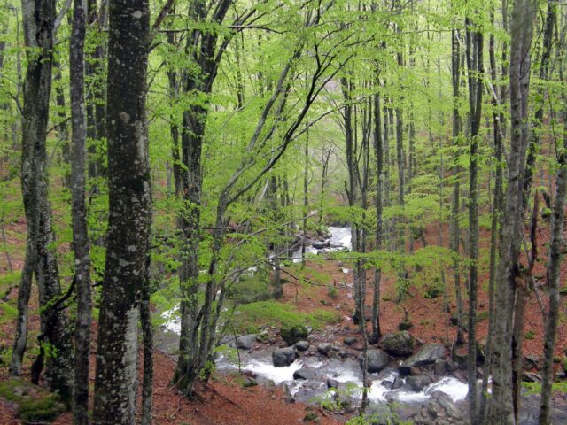 Δράμα: Νεκρός ο ορειβάτης που δέχθηκε επίθεση από αρκούδα και έπεσε σε χαράδρα