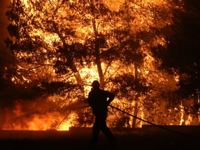 WWF: Η «Ενεργή Μάχη» για τα δάση αρχίζει τώρα