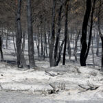 Συνελήφθη 72χρονος για την πυρκαγιά στον Ωρωπό