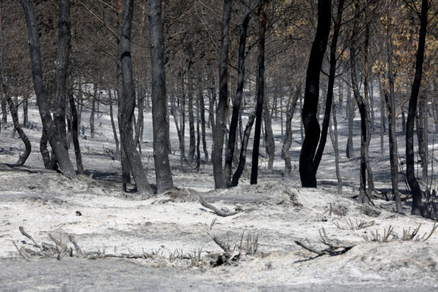 Συνελήφθη 72χρονος για την πυρκαγιά στον Ωρωπό