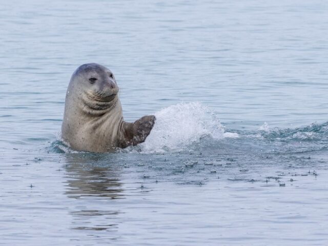 Δράση για την Προστασία της Μεσογειακής Φώκιας Monachus Monachus