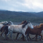 Ο Χρυσός Διόνυσος της Δράμας στο «Noi» του Νεριτάν Ζιντζιρία