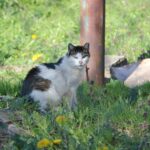 Συνελήφθη 73χρονος που κακοποίησε γάτα μέχρι θανάτου