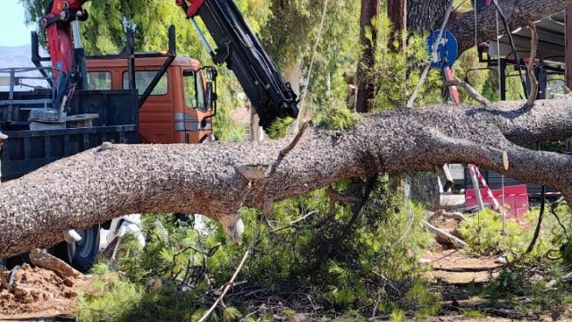 Η ανακοίνωση του Δήμου Αθηναίων στην πτώση των δέντρων