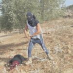 Δυτική Όχθη: Ισραηλινοί έποικοι ξυλοκοπούν Παλαιστίνιους αγρότες [ΒΙΝΤΕΟ]