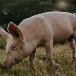 Η πρώτη μεταμόσχευση ήπατος από χοίρο σε άνθρωπο