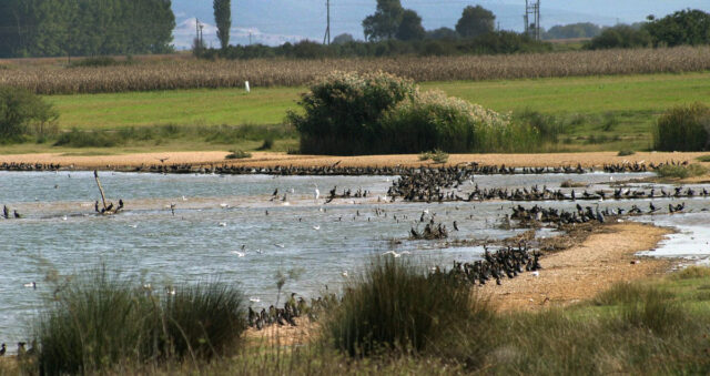 Θεσσαλονίκη: Έκαναν εξορύξεις άμμου σε περιοχή Natura 2000